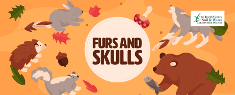 Furs and Skulls