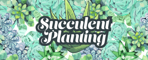 Succulent Planting