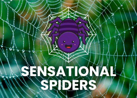 Sensational Spiders